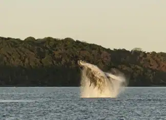 Deux géants des mers observés à Mayotte : une rencontre scientifique exceptionnelle Deux géants des mers observés à Mayotte : une rencontre scientifique exceptionnelle