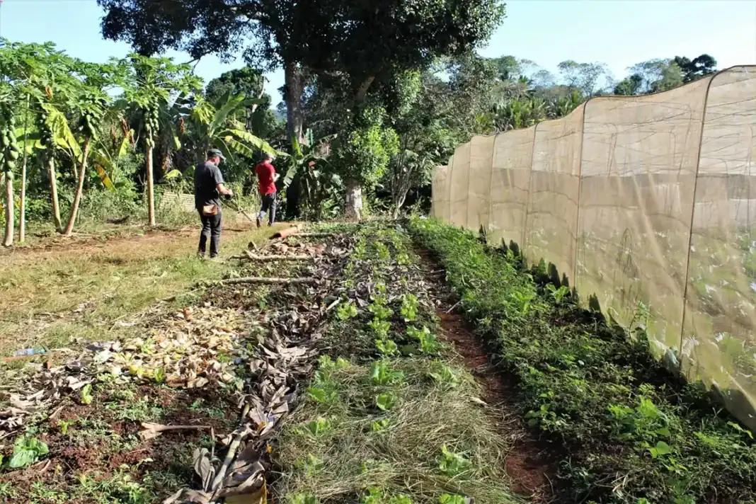 L’agriculture a-t-elle un avenir à Mayotte ?