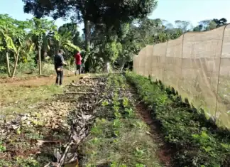 L’agriculture a-t-elle un avenir à Mayotte ? L’agriculture a-t-elle un avenir à Mayotte ?