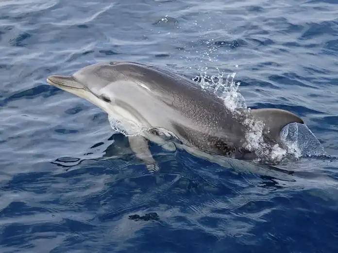 Océan Indien : un projet régional pour protéger les cétacés