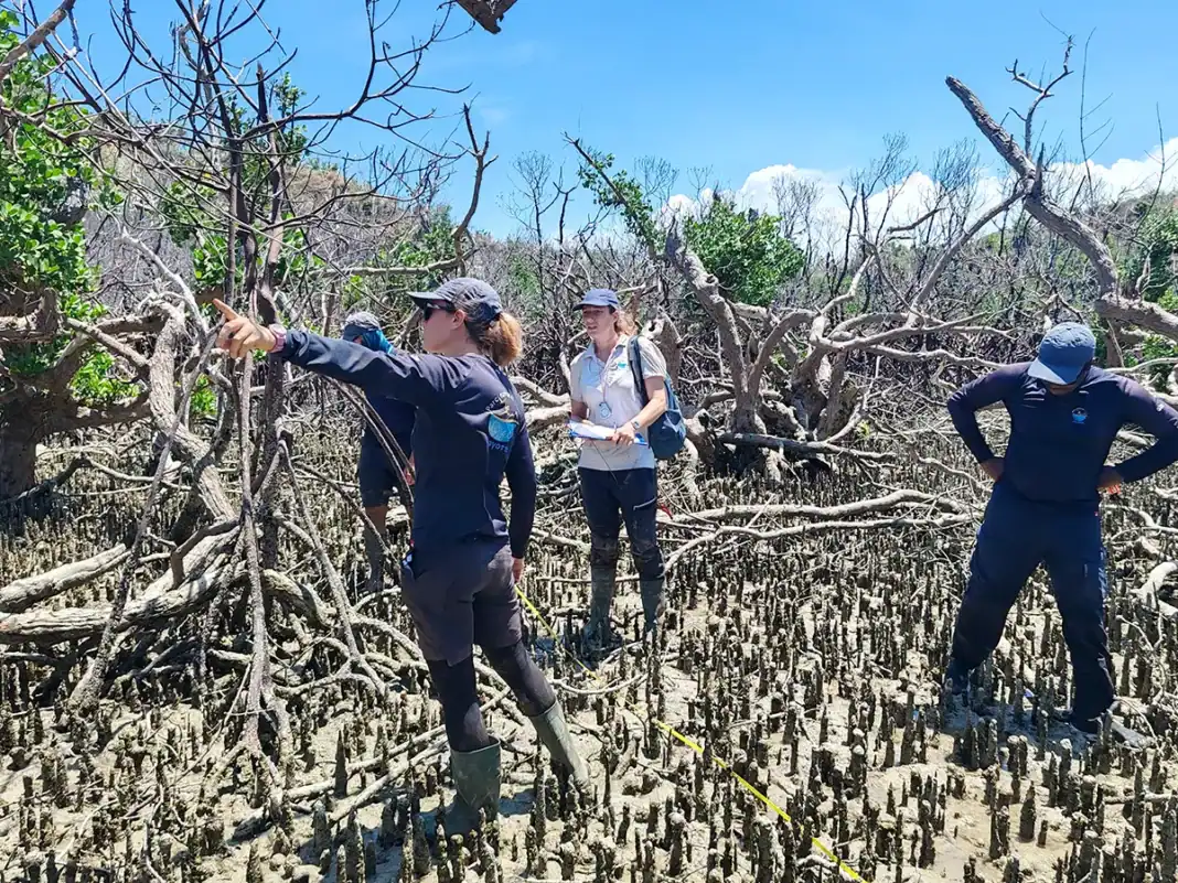 Suivi des mangroves post-Chido avec le parc marin de Mayotte
