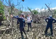 Suivi des mangroves post-Chido avec le parc marin de Mayotte Suivi des mangroves post-Chido avec le parc marin de Mayotte
