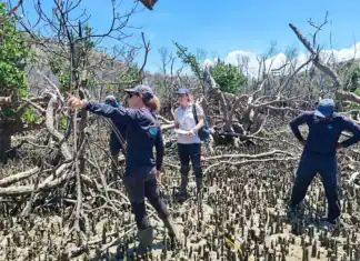 Suivi des mangroves post-Chido avec le parc marin de Mayotte Suivi des mangroves post-Chido avec le parc marin de Mayotte