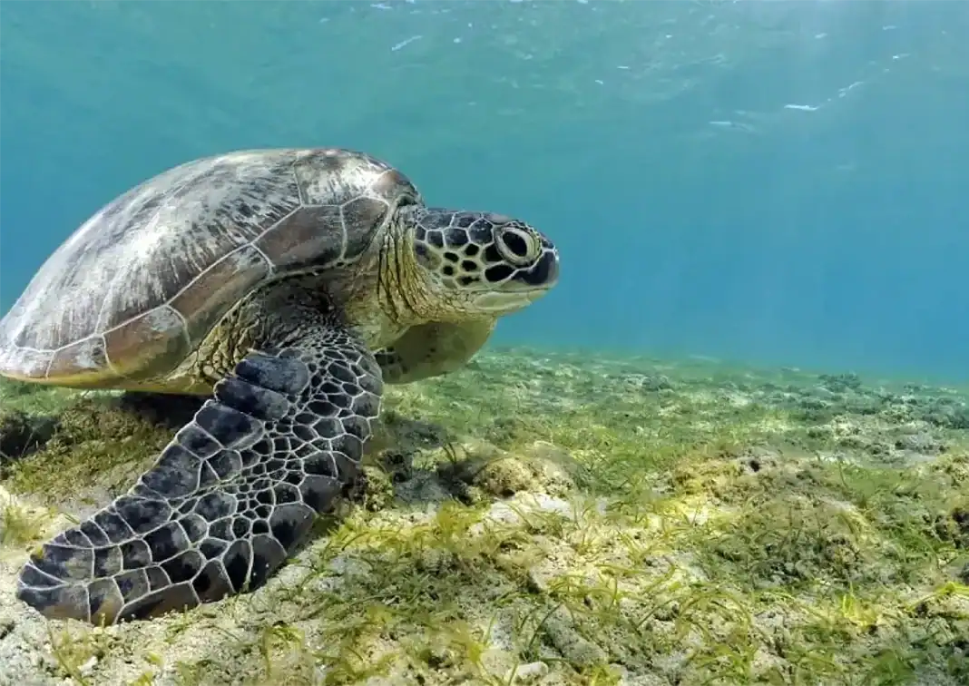 La biodiversité du lagon de Mayotte en danger face à la pression humaine