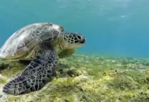 La biodiversité du lagon de Mayotte en danger face à la pression humaine La biodiversité du lagon de Mayotte en danger face à la pression humaine