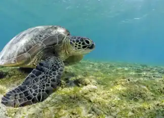 La biodiversité du lagon de Mayotte en danger face à la pression humaine La biodiversité du lagon de Mayotte en danger face à la pression humaine