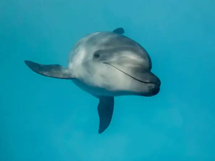 Le REMMAT alerte sur l’état préoccupant du dernier dauphin à bosse