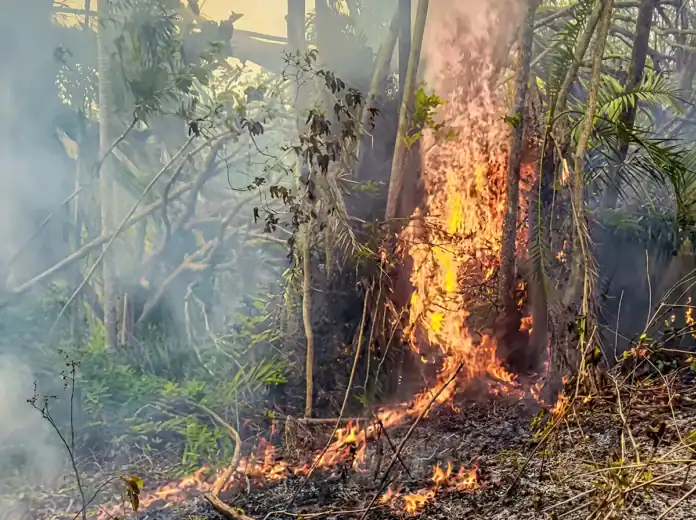 Les associations environnementales de Mayotte interpellent l’Etat contre les brulis