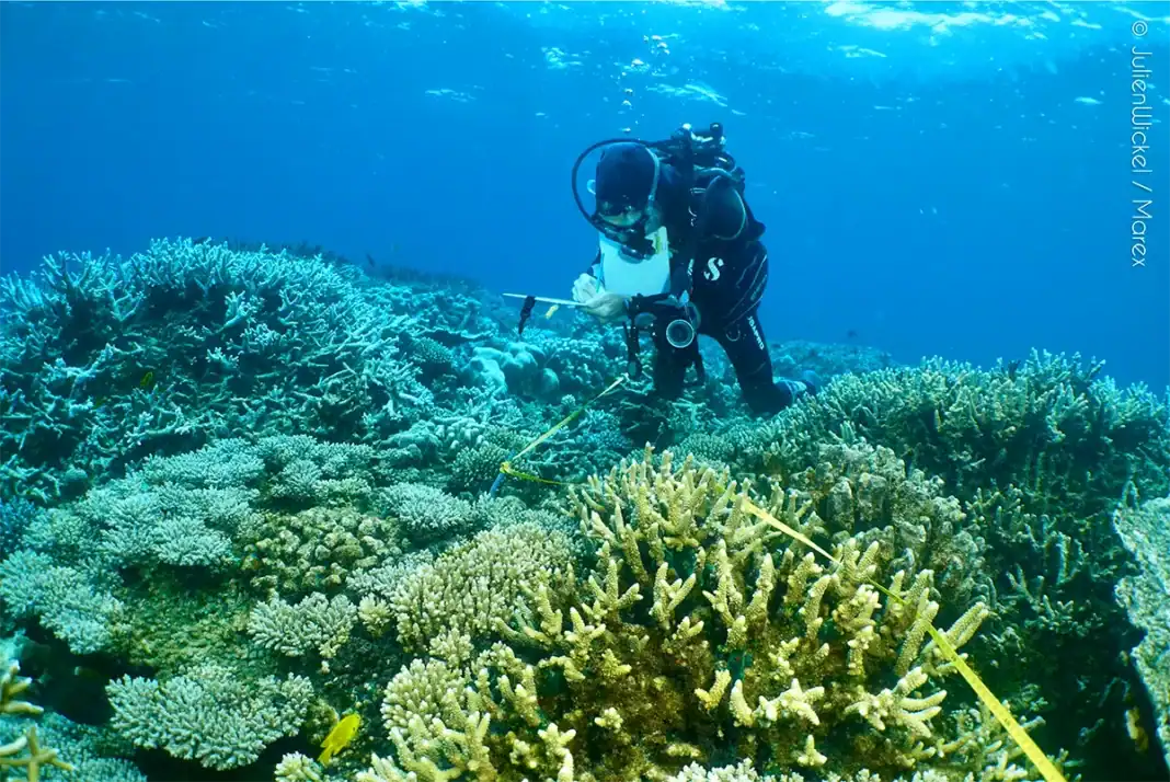 Un an après Chido, plongée au cœur de récifs coralliens méconnaissables