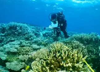 Un an après Chido, plongée au cœur de récifs coralliens méconnaissables Un an après Chido, plongée au cœur de récifs coralliens méconnaissables