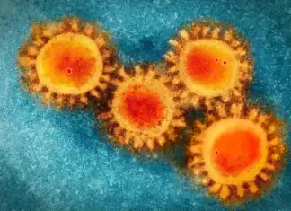 VIH et IST à Mayotte : une situation toujours préoccupante VIH et IST à Mayotte : une situation toujours préoccupante