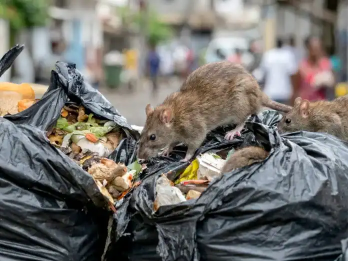 Mayotte confrontée à une prolifération alarmante de rats
