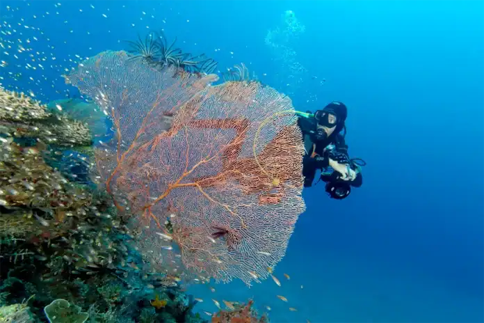 Mayotte plonge sous les projecteurs au Salon International de la Plongée 2026