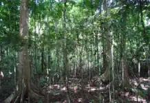 ONF à Mayotte : reprendre racine après Chido ONF à Mayotte : reprendre racine après Chido