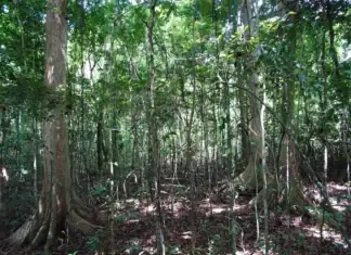 ONF à Mayotte : reprendre racine après Chido ONF à Mayotte : reprendre racine après Chido