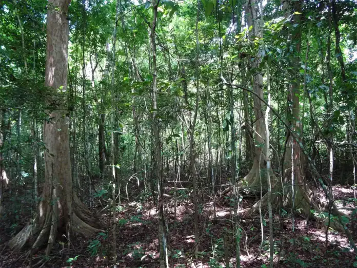 ONF à Mayotte : reprendre racine après Chido
