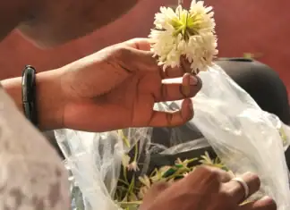 Business des colliers de fleurs : l’économie secrète du jasmin à Mayotte Business des colliers de fleurs : l’économie secrète du jasmin à Mayotte