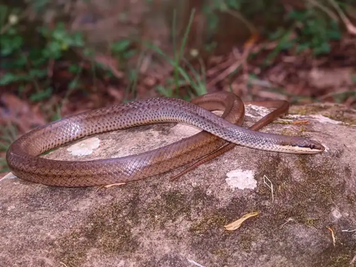 Formation dédiée à la manipulation et à la connaissance de la couleuvre
