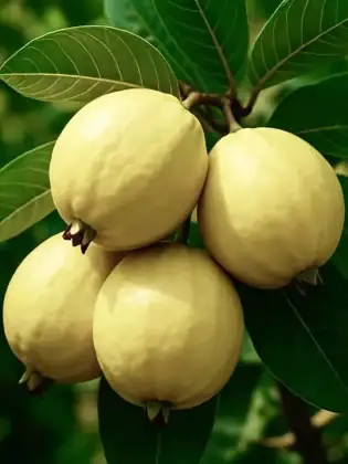 Ramadan 2026&nbsp;: est-il possible de consommer des produits frais &agrave; Mayotte&nbsp;?