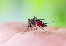 Chikungunya : le Repema tire la sonnette d’alarme Chikungunya : le Repema tire la sonnette d’alarme