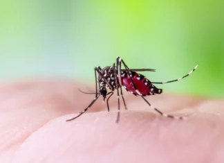 Chikungunya : le Repema tire la sonnette d’alarme Chikungunya : le Repema tire la sonnette d’alarme
