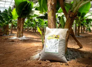 Des fientes de poules transformées en engrais : une solution novatrice pour préserver les sols mahorais Des fientes de poules transformées en engrais : une solution novatrice pour préserver les sols mahorais