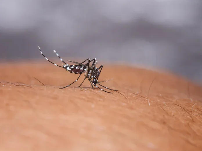 Le chikungunya progresse, la bronchiolite sous surveillance Le chikungunya progresse, la bronchiolite sous surveillance