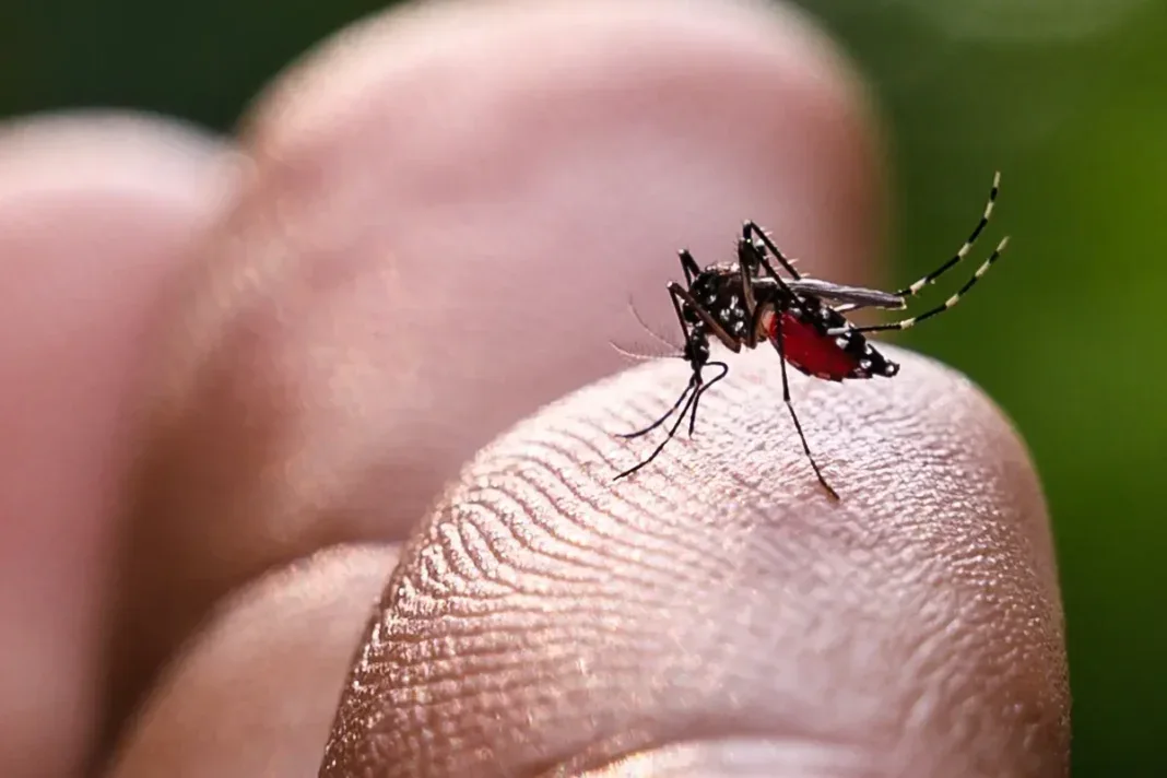 Recul du chikungunya, mais la vigilance sanitaire reste de mise
