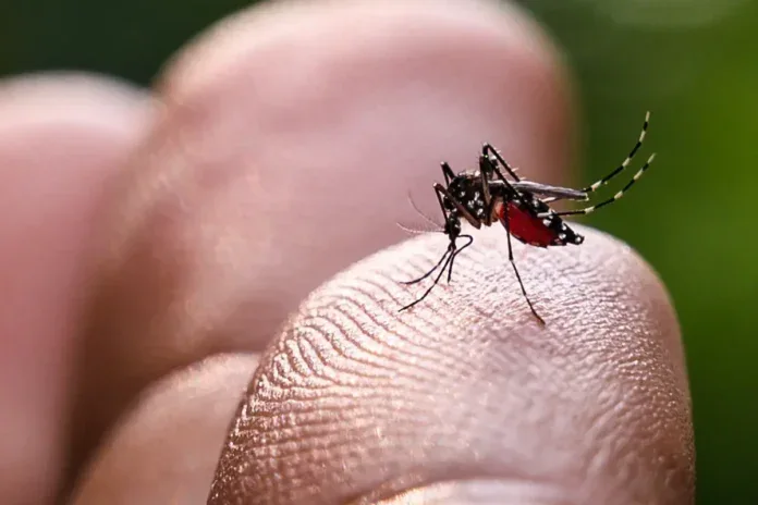 Recul du chikungunya, mais la vigilance sanitaire reste de mise