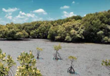 Une étude alerte sur la dépendance des entreprises à la biodiversité dans l’océan Indien Une étude alerte sur la dépendance des entreprises à la biodiversité dans l’océan Indien