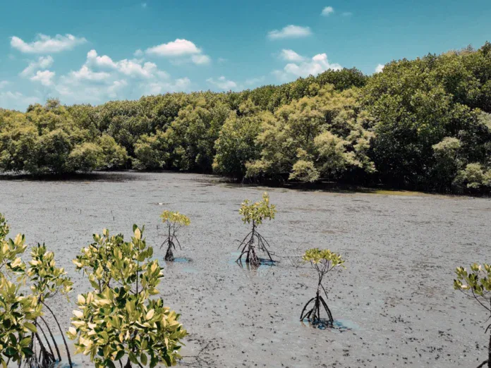 Une étude alerte sur la dépendance des entreprises à la biodiversité dans l’océan Indien