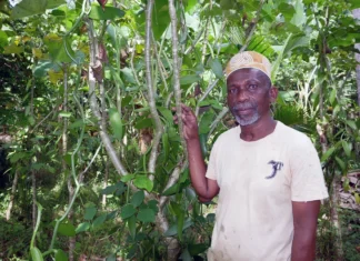 Foundi Madi, faiseur de vanille médaillé d’or Foundi Madi, faiseur de vanille médaillé d’or