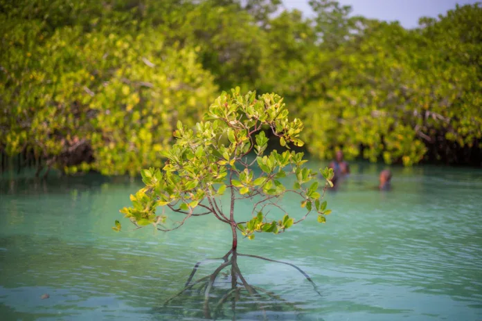 Une journée dédiée aux financements européens pour la biodiversité