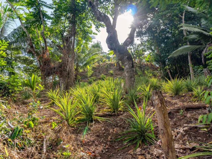 7,14 hectares ouverts aux porteurs de projets