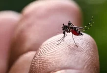 Paludisme : 244 cas recensés depuis janvier Paludisme : 244 cas recensés depuis janvier