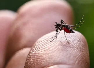 Paludisme : 244 cas recensés depuis janvier Paludisme : 244 cas recensés depuis janvier