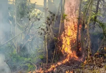 La culture sur brûlis toujours pointée du doigt après plusieurs incendies La culture sur brûlis toujours pointée du doigt après plusieurs incendies