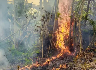 La culture sur brûlis toujours pointée du doigt après plusieurs incendies La culture sur brûlis toujours pointée du doigt après plusieurs incendies