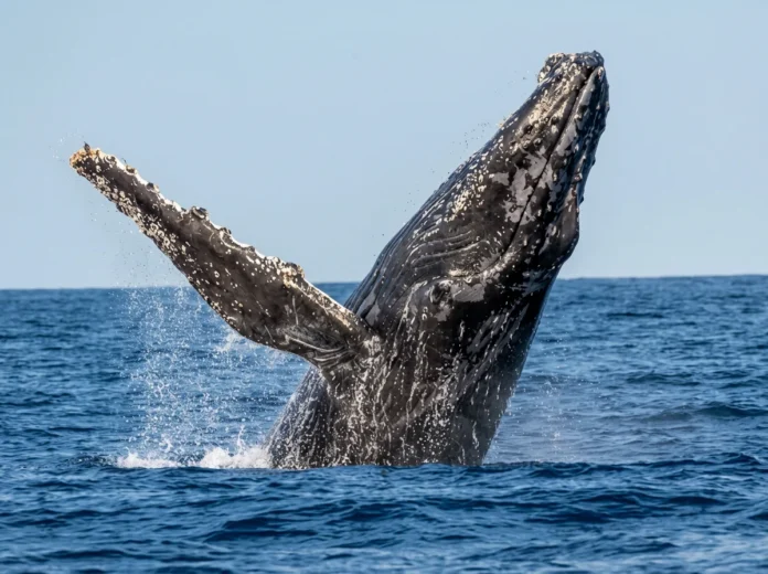 Le retour des baleines à Mayotte relance la vigilance pour protéger une nurserie unique Le retour des baleines à Mayotte relance la vigilance pour protéger une nurserie unique