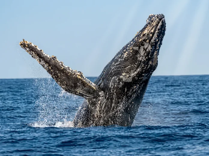 Des bénévoles appelés à observer les baleines depuis la côte Des bénévoles appelés à observer les baleines depuis la côte