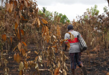 5 000 plants de vanille détruits dans un incendie, un producteur doit une nouvelle fois tout recommencer 5 000 plants de vanille détruits dans un incendie, un producteur doit une nouvelle fois tout recommencer