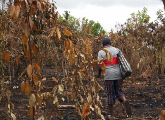 5 000 plants de vanille détruits dans un incendie, un producteur doit une nouvelle fois tout recommencer 5 000 plants de vanille détruits dans un incendie, un producteur doit une nouvelle fois tout recommencer