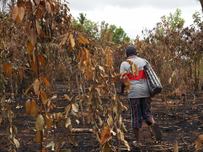 5 000 plants de vanille détruits dans un incendie, un producteur doit une nouvelle fois tout recommencer