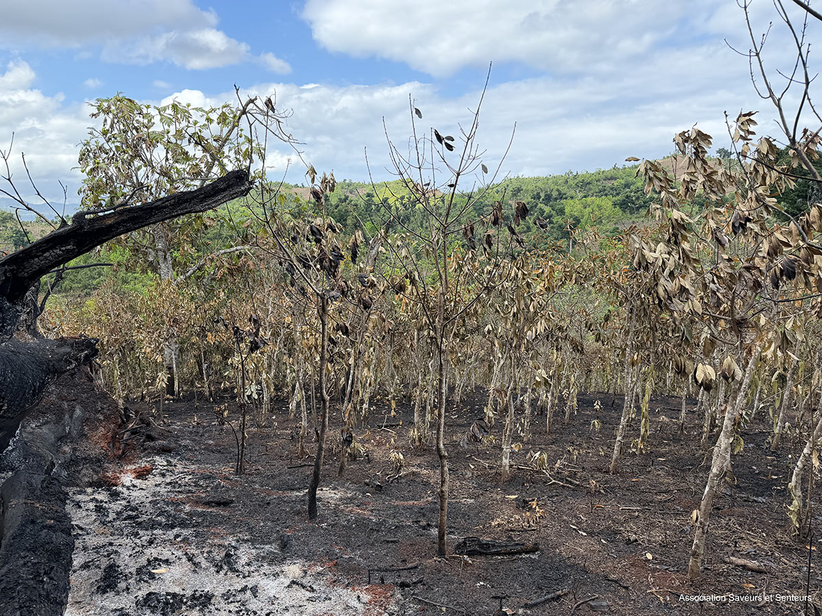 5 000 plants de vanille détruits dans un incendie, un producteur doit une nouvelle fois tout recommencer