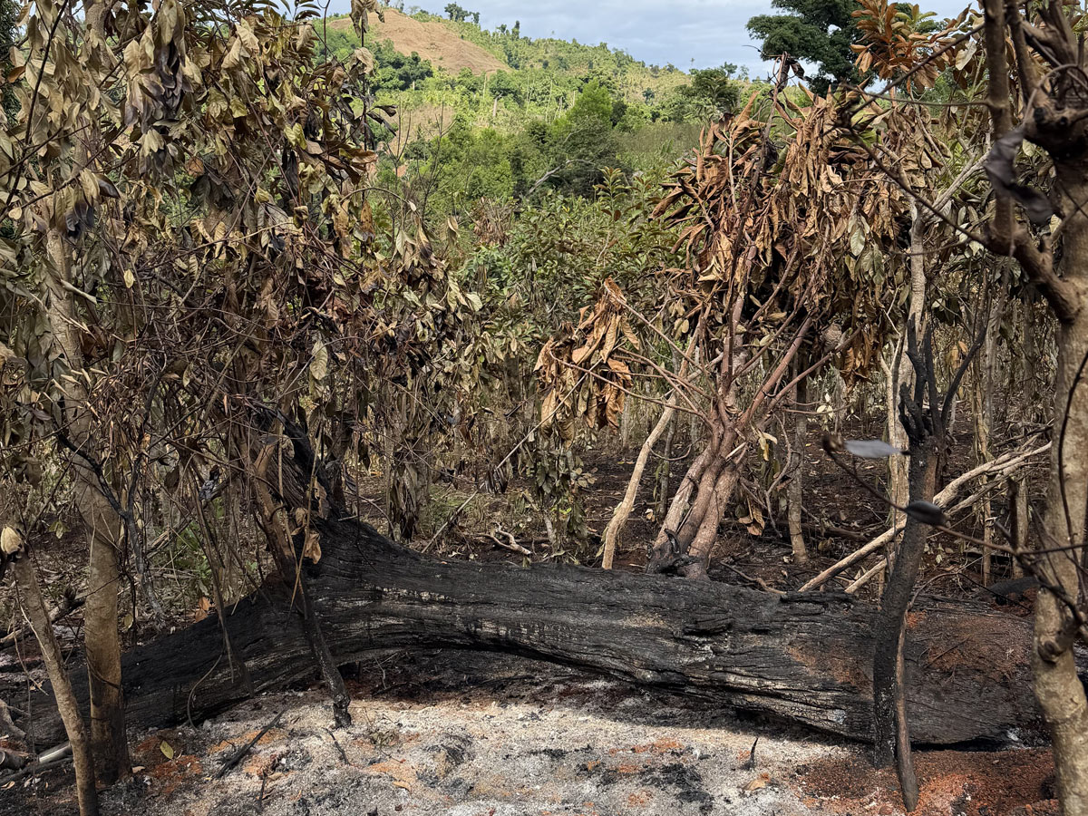 5 000 plants de vanille détruits dans un incendie, un producteur doit une nouvelle fois tout recommencer