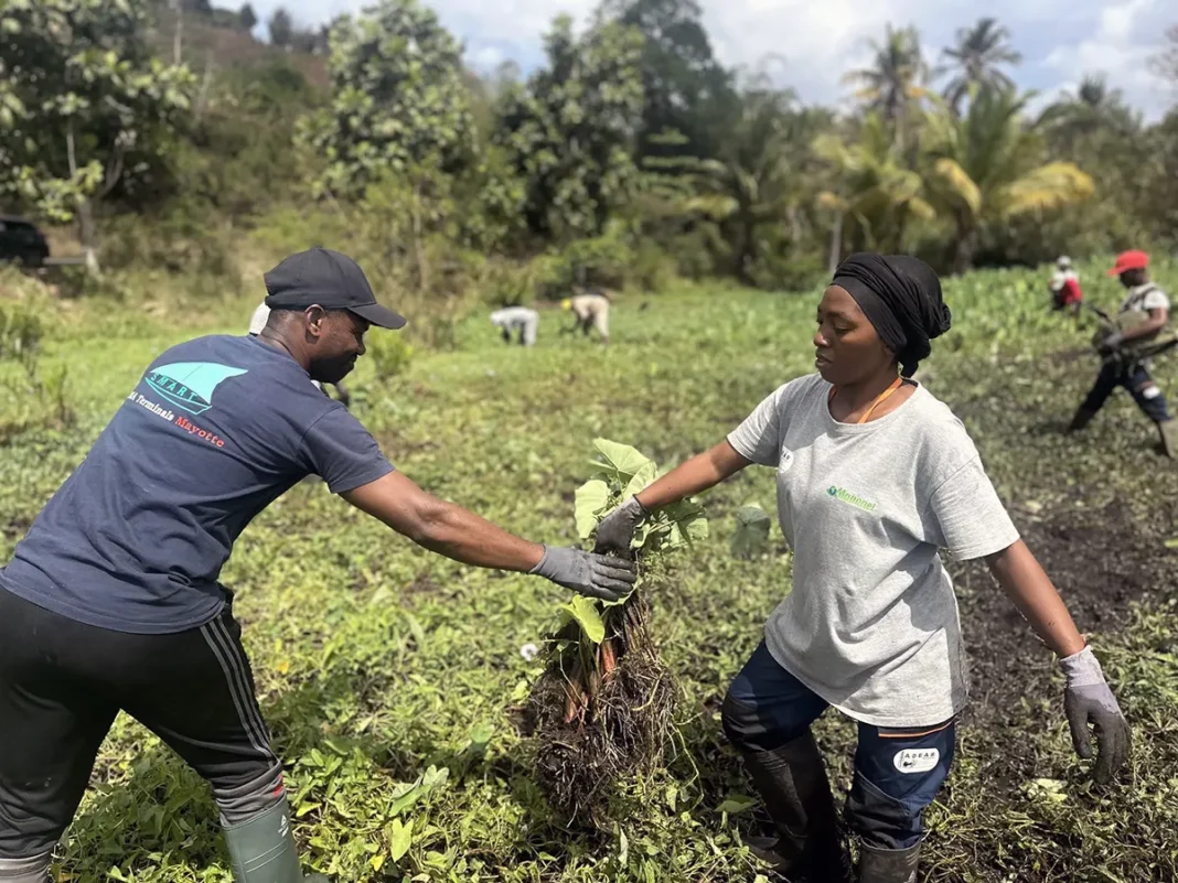 6 500 litres de végétaux retirés pour restaurer la mangrove de Dzoumogné
