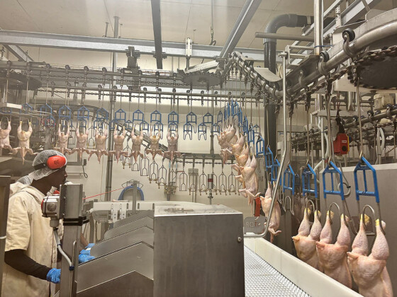 &Agrave; Kahani, le Grand Cadi renouvelle la certification halal de Mon Pouleti