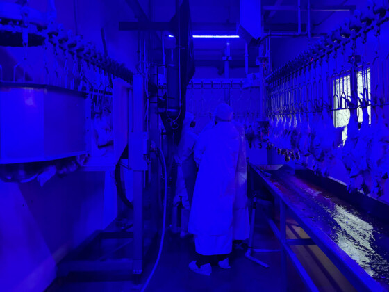 &Agrave; Kahani, le Grand Cadi renouvelle la certification halal de Mon Pouleti