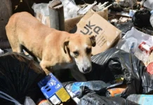 Errance animale : les associations des cinq DROM s’unissent pour réclamer une stratégie commune Errance animale : les associations des cinq DROM s’unissent pour réclamer une stratégie commune