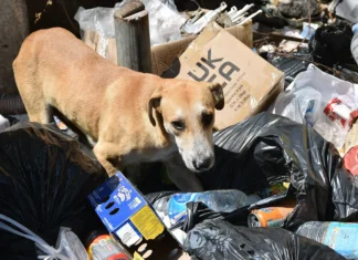 Errance animale : les associations des cinq DROM s’unissent pour réclamer une stratégie commune Errance animale : les associations des cinq DROM s’unissent pour réclamer une stratégie commune